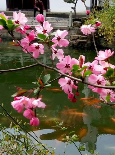 常州荆川公园海棠花花会