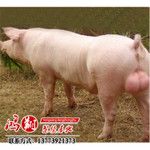 杜洛克公猪价格