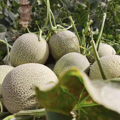 新疆正经哈密哈密瓜当季水果甜瓜网纹10斤邮政哈密瓜
