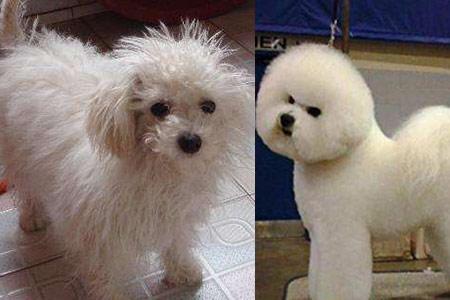 【图】比熊犬是不是要剪毛 定期护理狗狗更漂亮