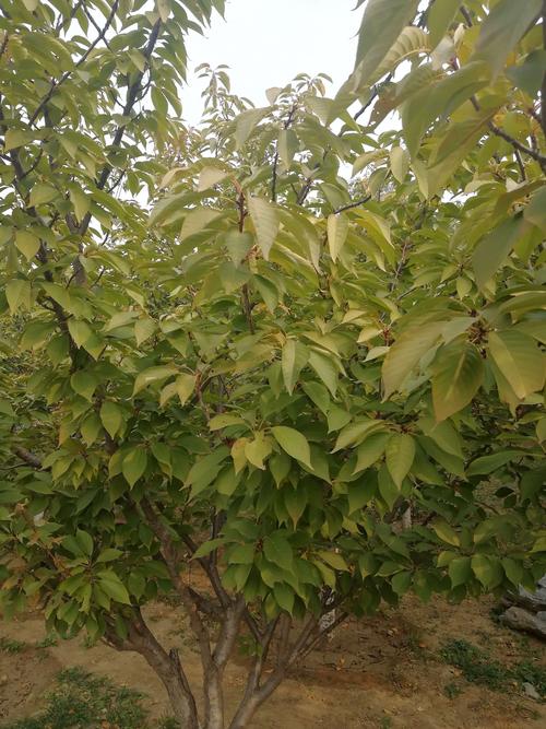 这个风景树是樱花树,如果再过段时间11月初,叶子就红了,应该说也是一