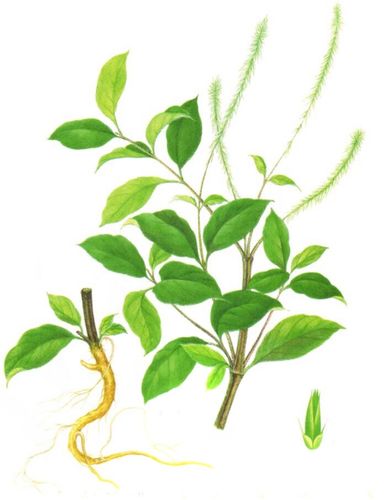 牛膝就是牛的膝盖?别逗了,看完这些介绍,下次可别闹笑话哦!
