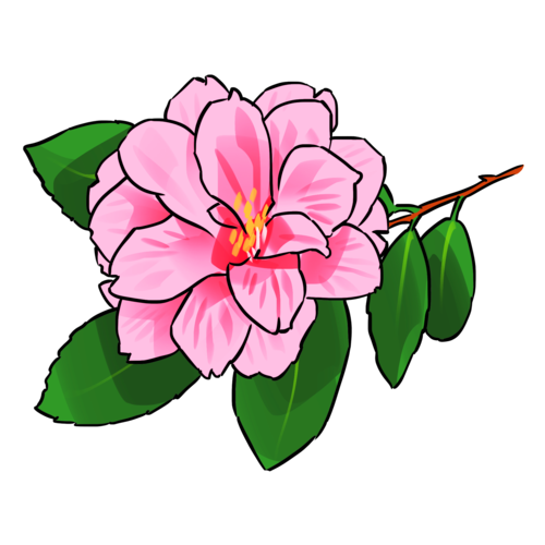 紫色紫色山茶花卡通插画