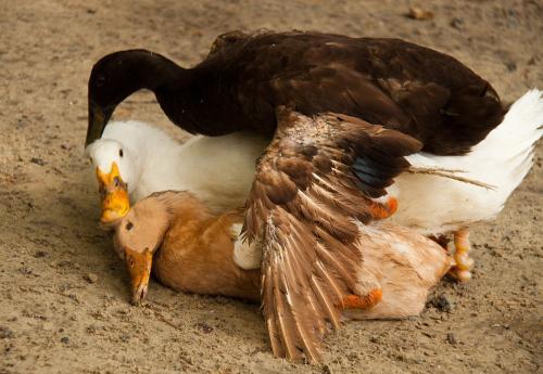 那公鸭存在有什么意义?