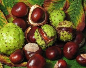 california chestnut