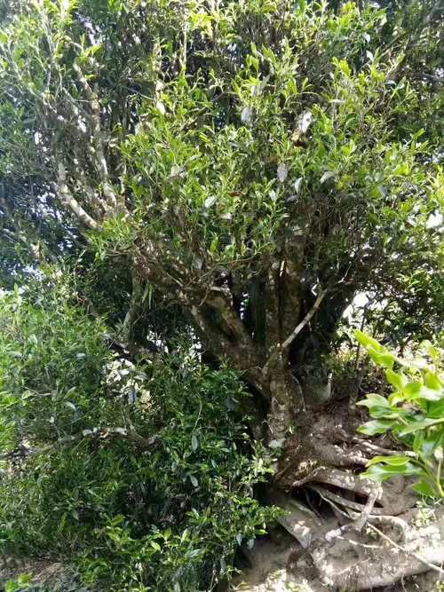 [大叶古树普洱茶批发] 大叶种生普洱纯料云南凤庆产地