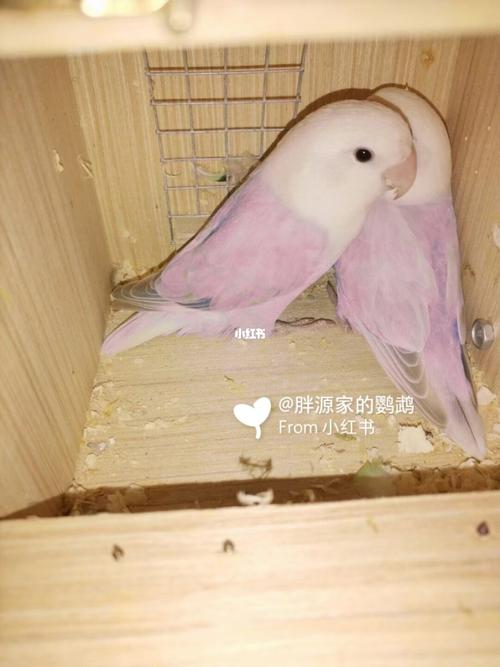 粉红色伊莎见过吗_牡丹_牡丹鹦鹉_宠物_宠物其他