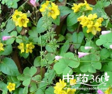 风寒草的功效与作用