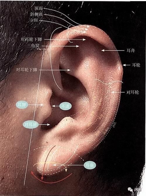 素描头像中画耳朵的画法与技巧