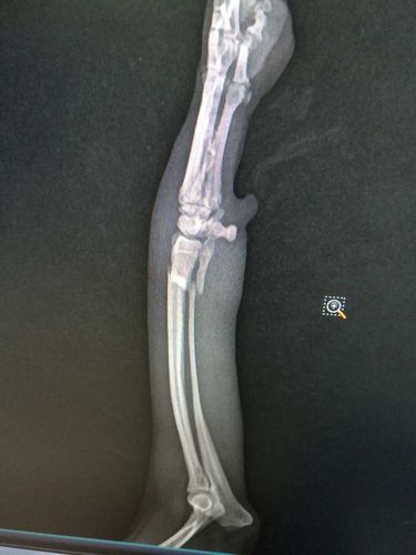 狗狗骨折了,求助各位大神