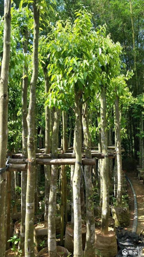 奇楠沉香树规格5米高