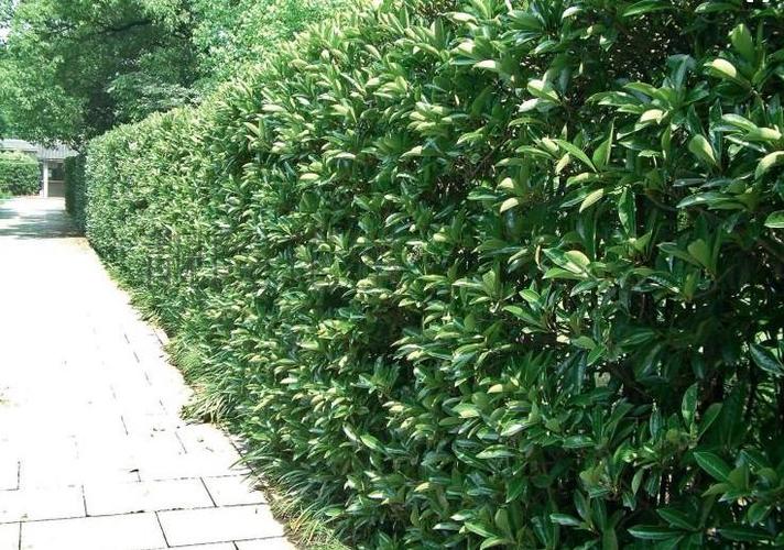 直销冬青树苗四季常青法国冬青苗珊瑚树苗庭院绿篱花卉常绿植物