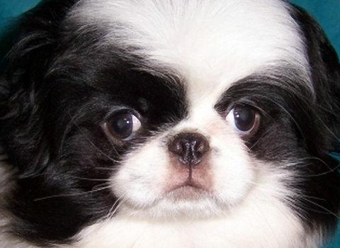 多愁善感的日本狆犬