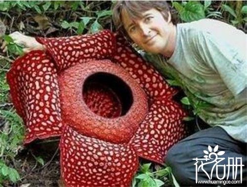 食人花真的会吃人吗食人花吃人纯属流言目前并没发现吃人的花