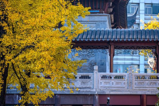 南京毗卢寺的银杏渐黄啦