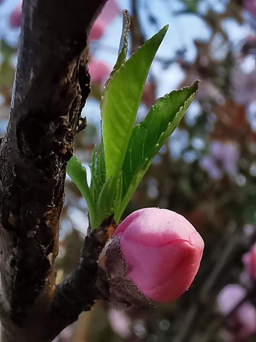 静待花开终有时