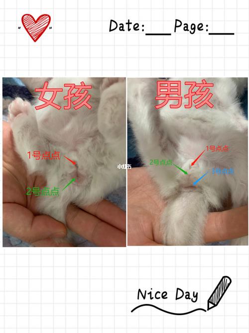 如何辨别幼猫性别?_猫咪_北京攻略_养猫_新手养猫_宠物_猫