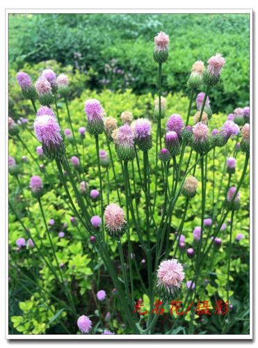 泥胡菜_无名花_新浪博客