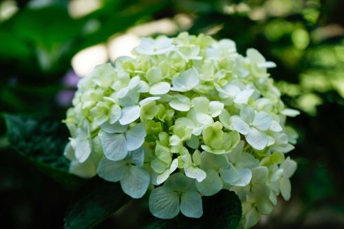 绣球花