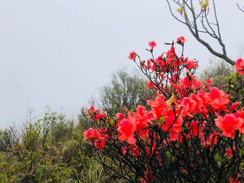 天露山杜鹃花海