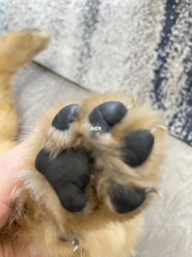 金毛闹闹_金毛_金毛幼犬_宠物_狗_晒狗