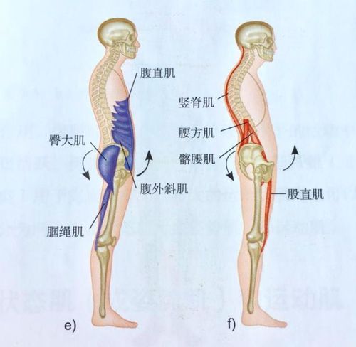骨盆侧倾还有一种异常姿势是骨盆的侧倾,当臀中肌力量较弱时,步行过程