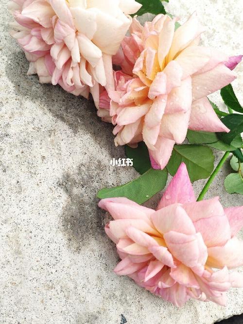 月季夏花_刺绣_月季_家居家装_家居装饰