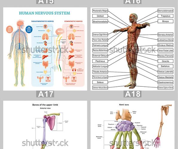 1件起英文版人体骨骼解剖海报 肌肉四肢图表医教学办公装饰画直销