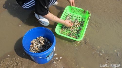 游客扒蛤蜊抓螃蟹,高手半天扒30斤,18般"神器"你认识几种?