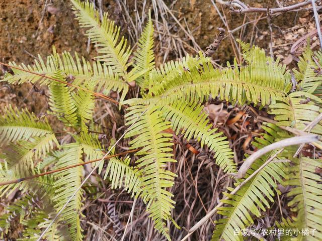 这种植物我以为是含羞草,摸过后才知道不是,就是山间的野草!