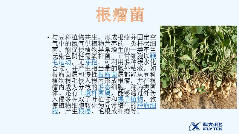根瘤菌pptx