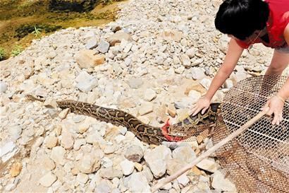 见到了那条被村民们"降服"的大蟒蛇———它正躺在一个圆形的铁笼内