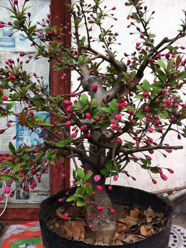 直销盆栽 日本海棠盆景树苗复色海棠盆景树桩垂丝海棠