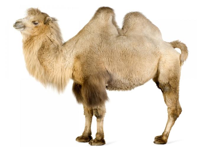 bactrian camel