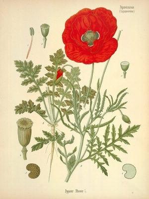 武汉江滩惊现罂粟花?原来只是神似的虞美人