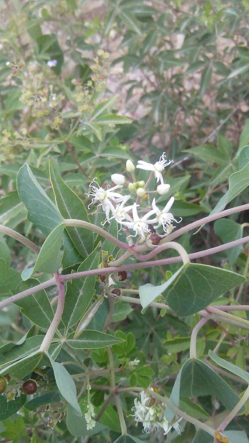 有山上藤本植物如图,叶对生,掐断有奶样白水渗出,求学名.