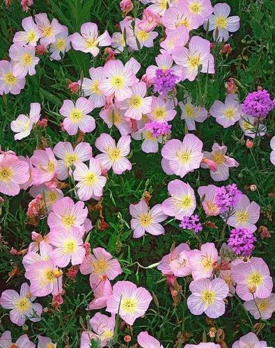 默默的爱,沐浴后的美人花语月见草别名:晚樱草,因它在傍晚见月开花