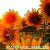 2017向日葵微信头像图片_向日葵头像图片大全