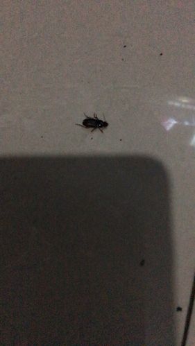 请问这是什么虫子?家里出现很多 还会飞