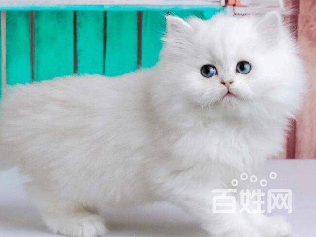 晋江金吉拉猫多少钱一只 金吉拉猫图片 猫舍