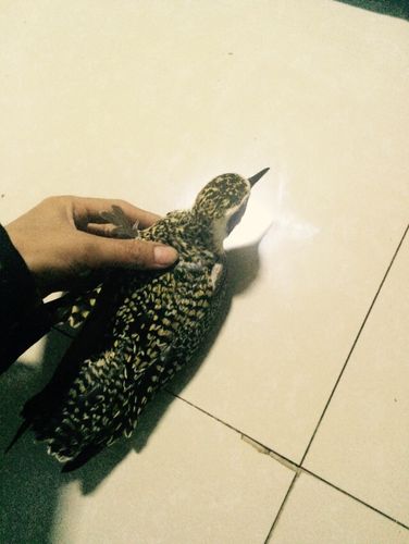 翅膀断掉了,身上大面积的豹纹,尖嘴,请问是什么鸟!