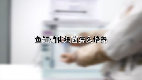 鱼缸硝化细菌怎么培养 这很重要