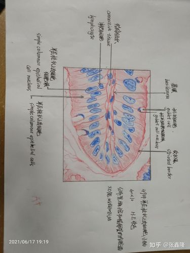 单层柱状上皮细胞