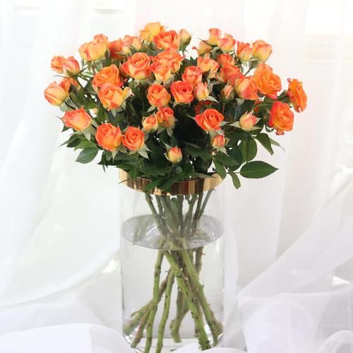 多头玫泡泡1扎 蔷薇 小玫瑰 月季花 空运包邮