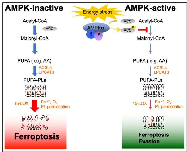 ncb : 甘波谊等揭示ampk可抑制铁死亡