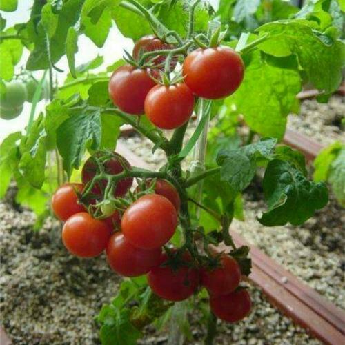 我的小番茄生长过程