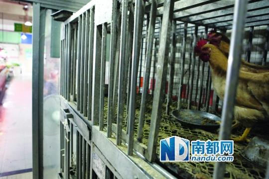 本月10号前仍可卖活鸡(图)