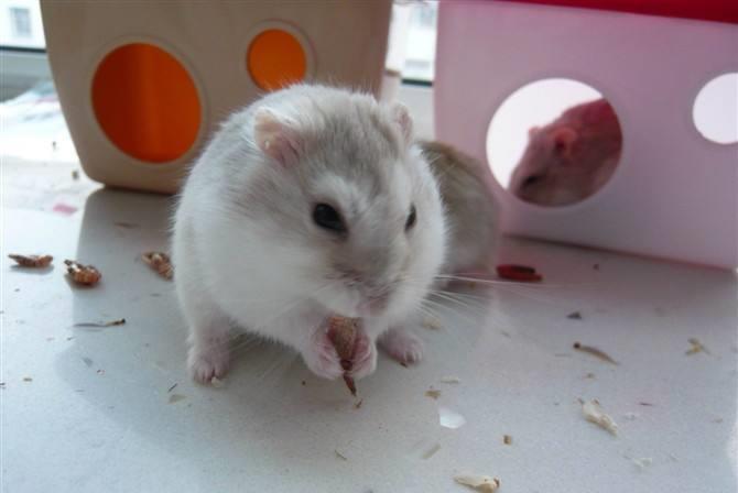 宠物图集奶茶仓鼠