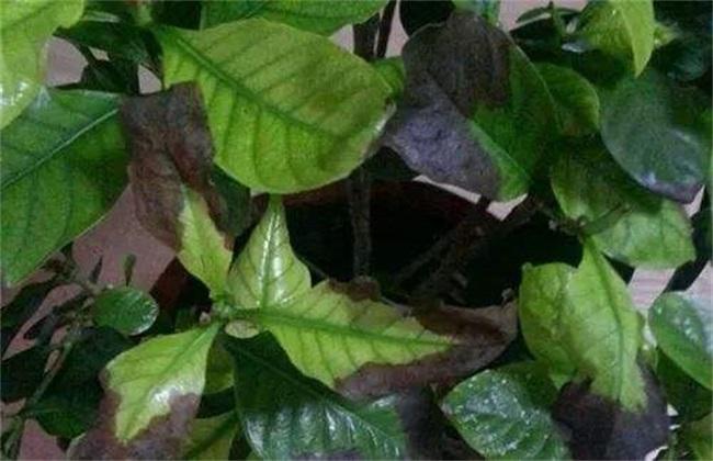 栀子叶子边缘发黑枯萎