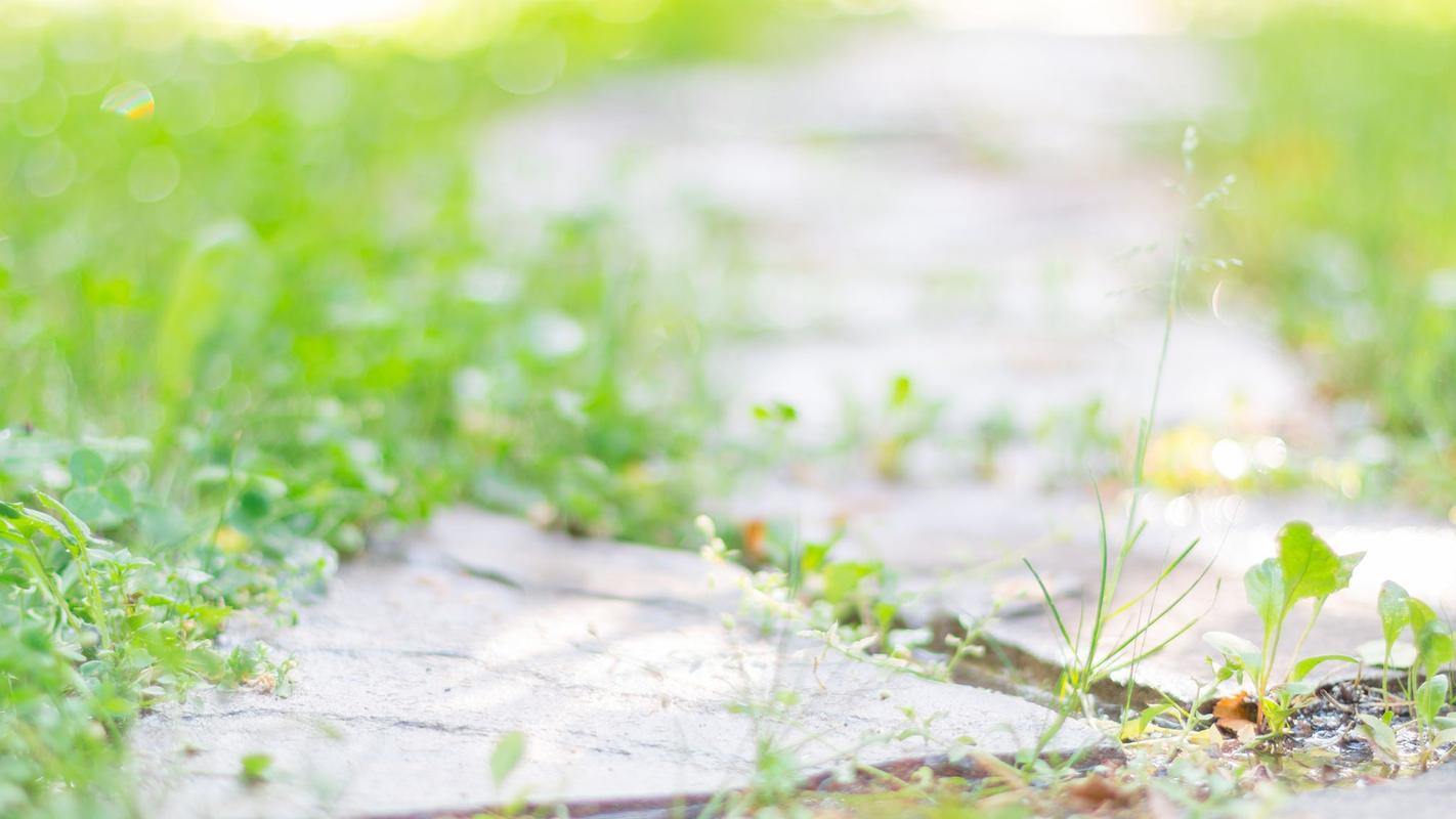 唯美意境花卉图片治愈系小清新桌面壁纸图片